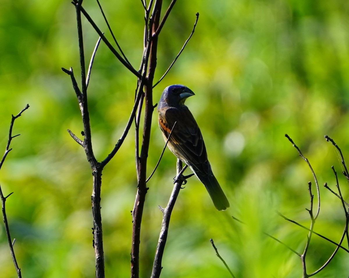 Blue Grosbeak - ML637805504