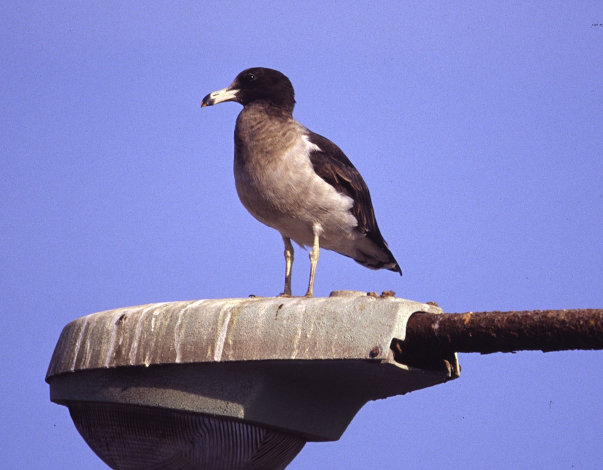Belcher's Gull - ML637805517