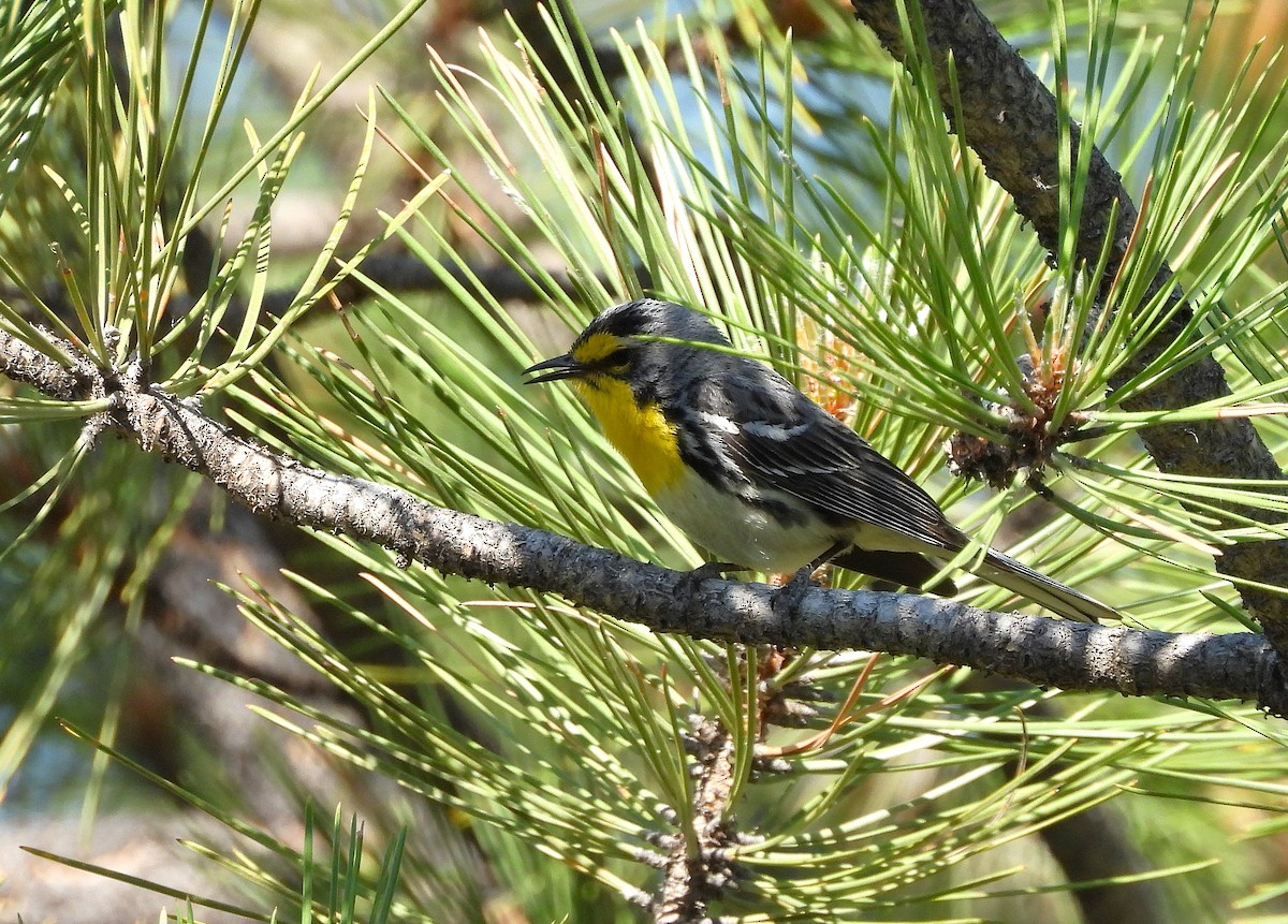 Grace's Warbler - ML637805519