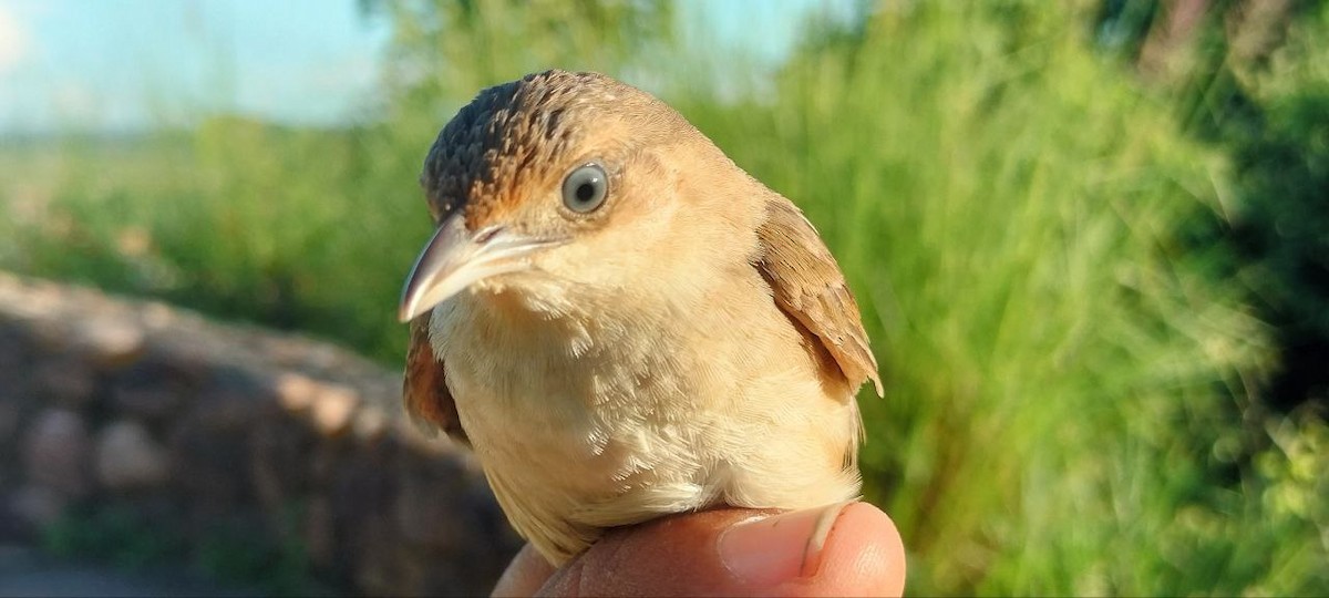 Plain Thornbird - ML637805528