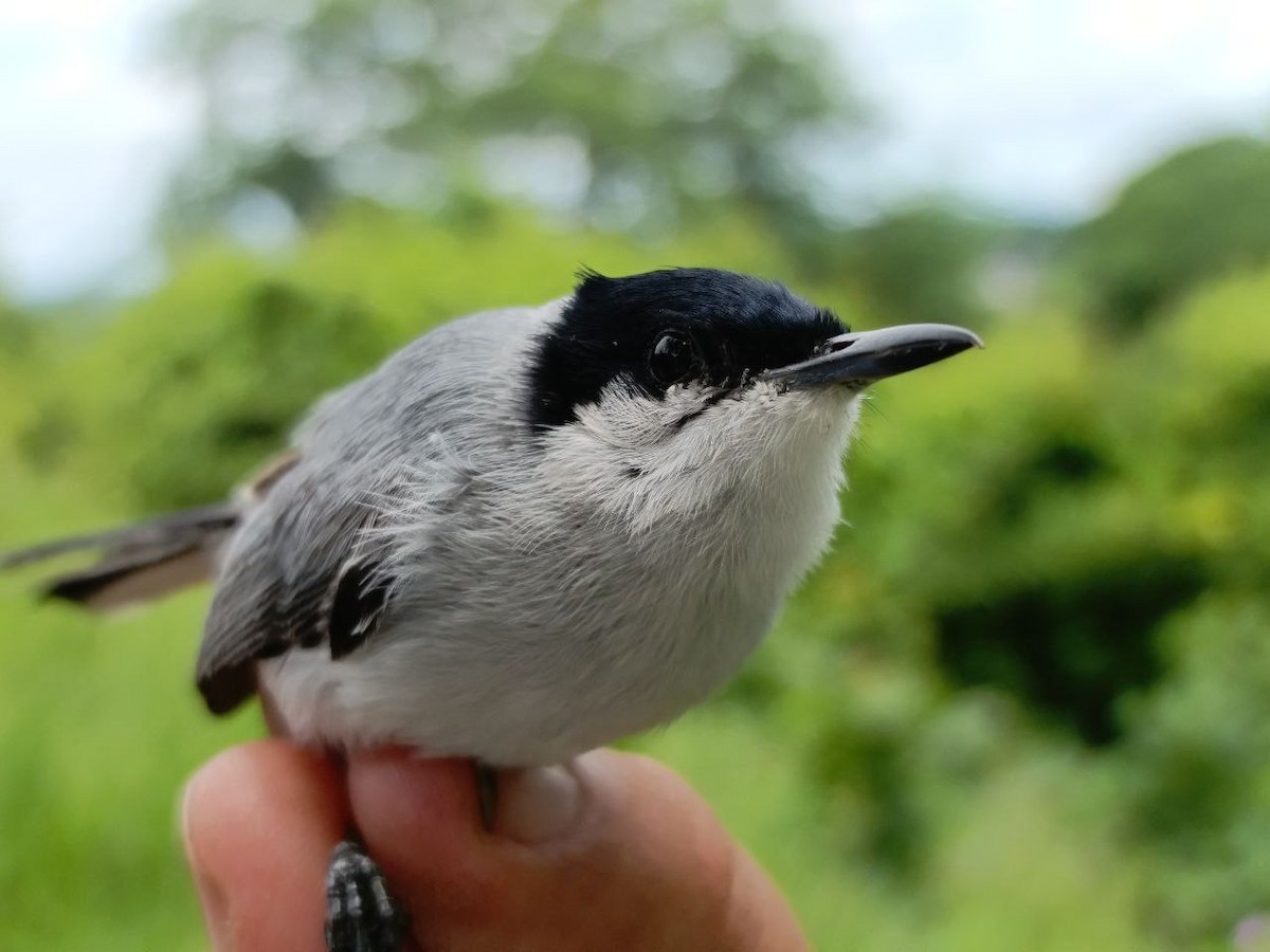 Tropical Gnatcatcher - ML637805535