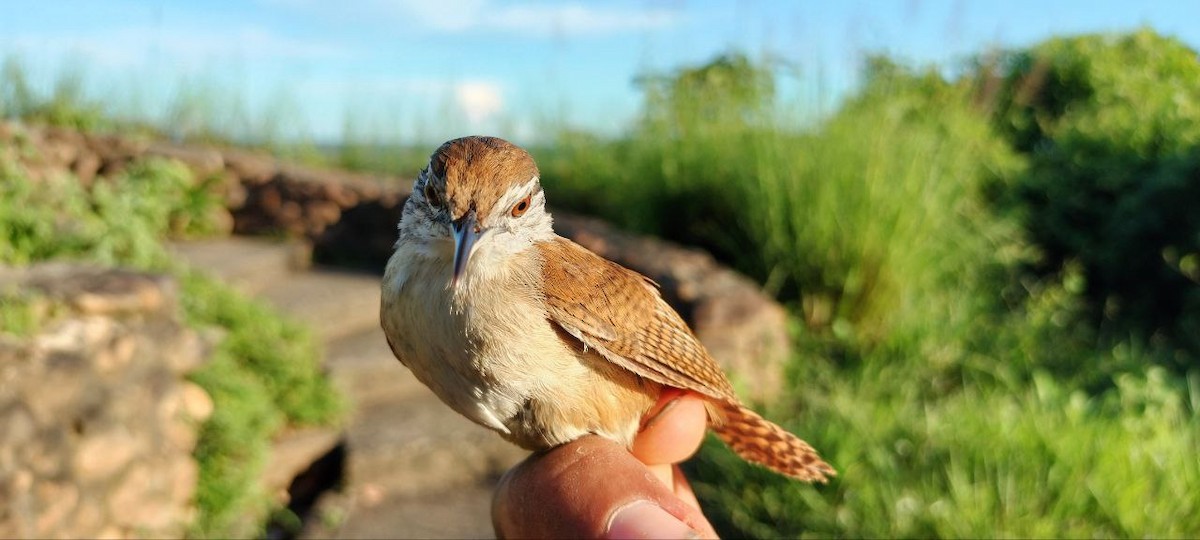 Buff-breasted Wren - ML637805539