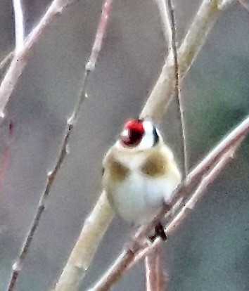 European Goldfinch - ML637805556