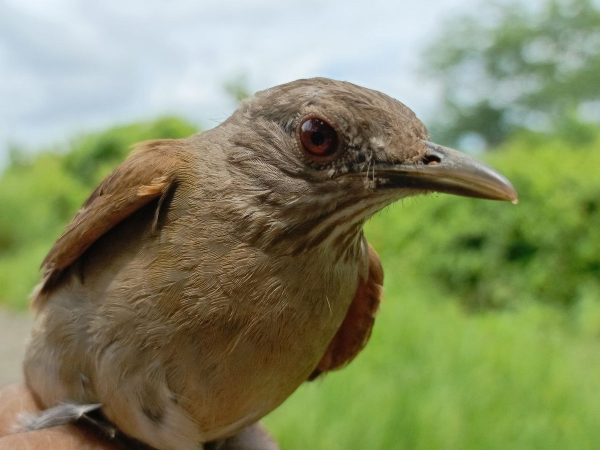 Pale-breasted Thrush - ML637805634