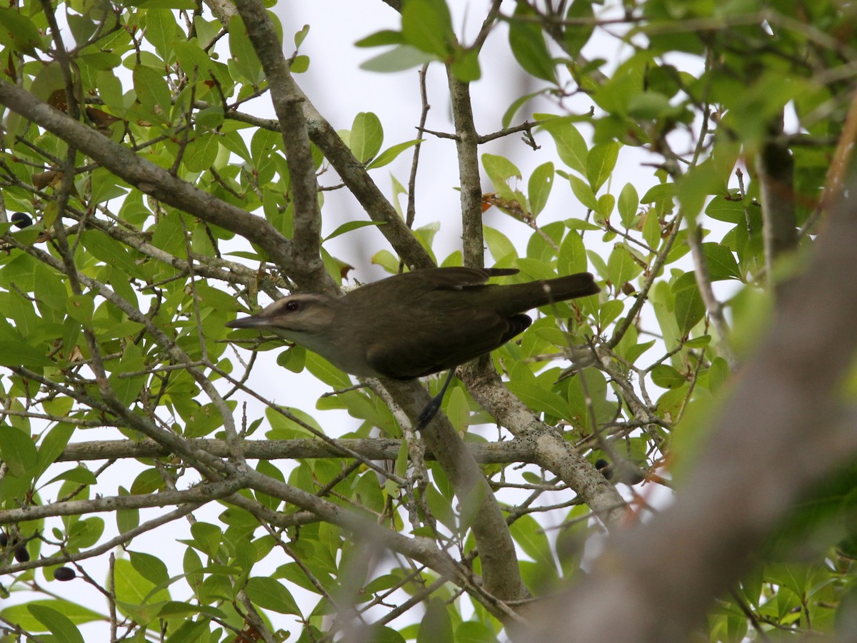 Black-whiskered Vireo - ML637805641