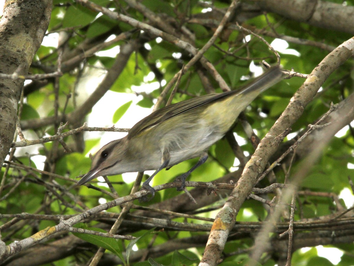 Black-whiskered Vireo - ML637805642