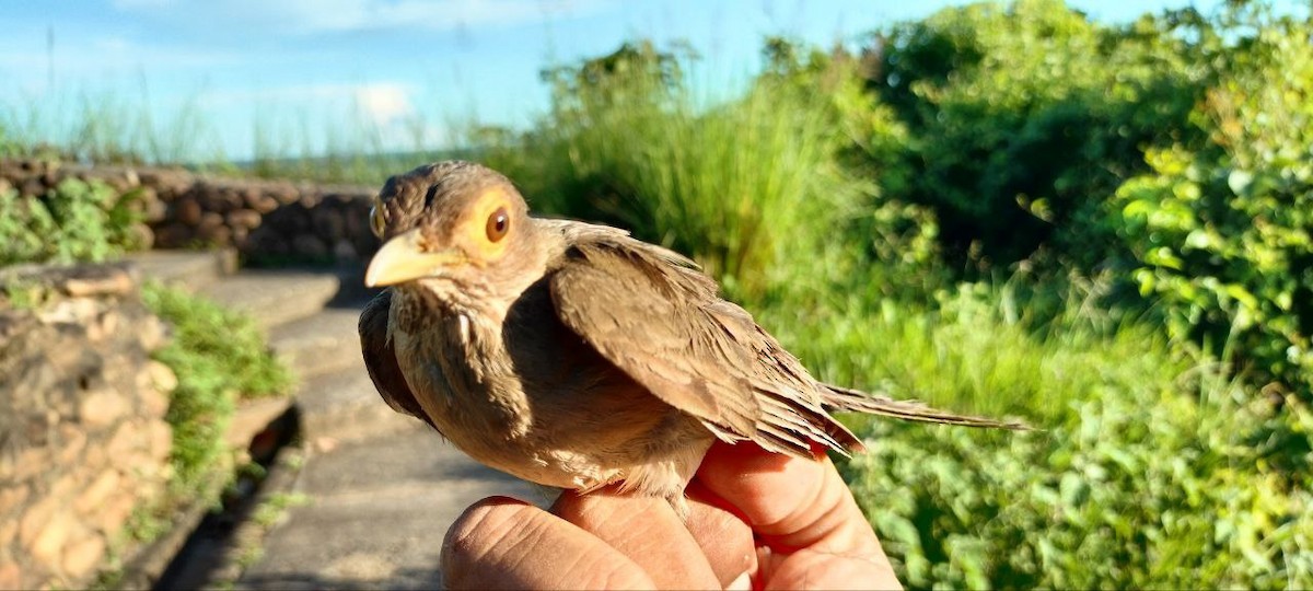 Spectacled Thrush - ML637805646