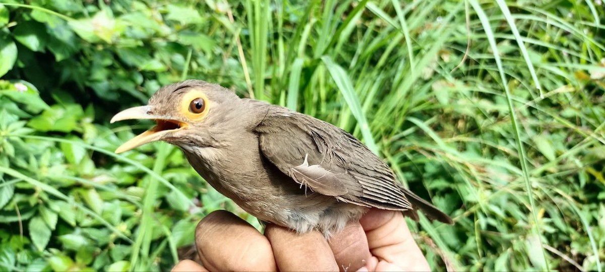 Spectacled Thrush - ML637805647