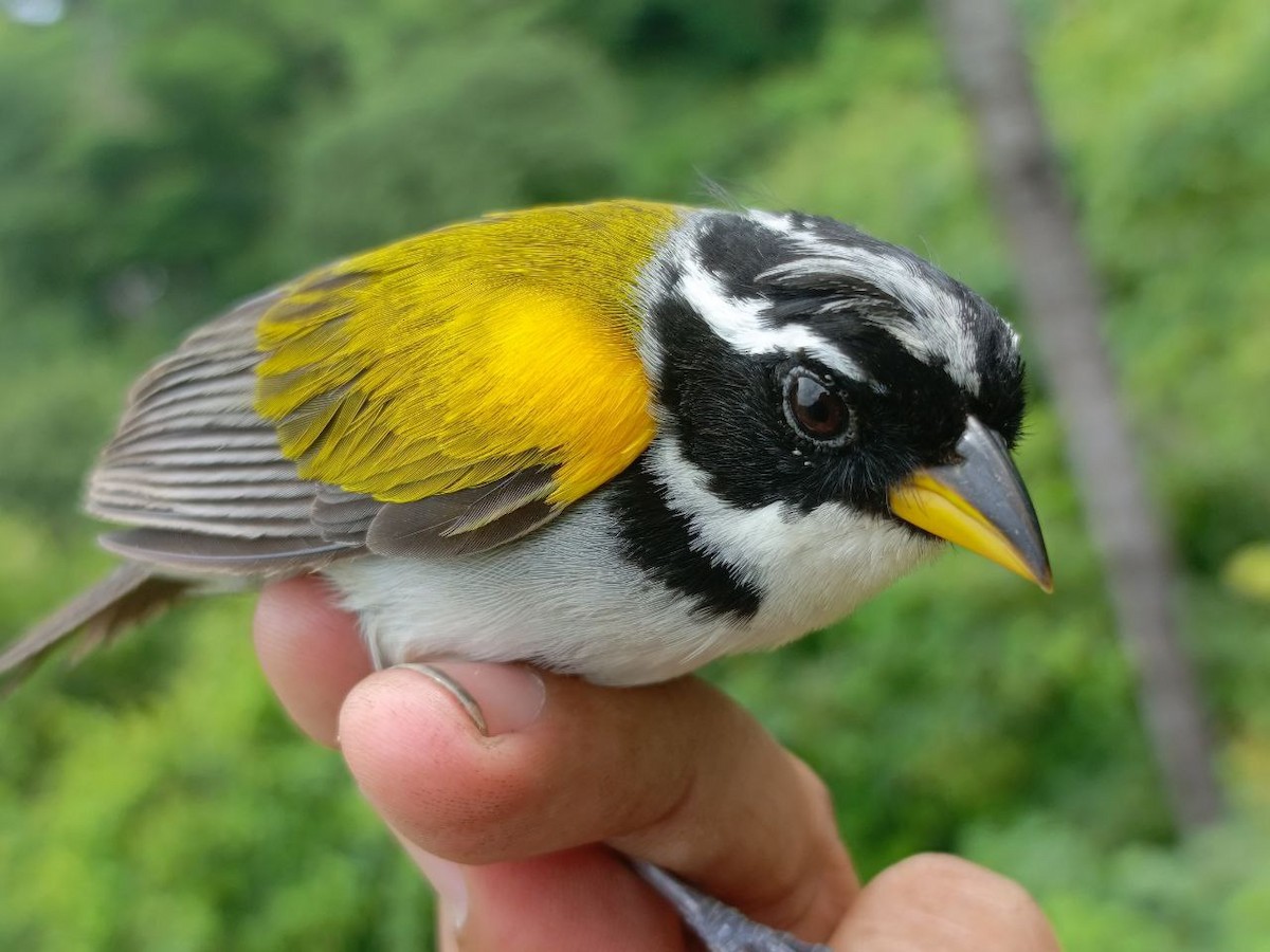 Pectoral Sparrow - ML637805653