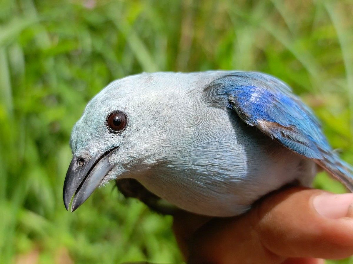 Blue-gray Tanager - ML637805669