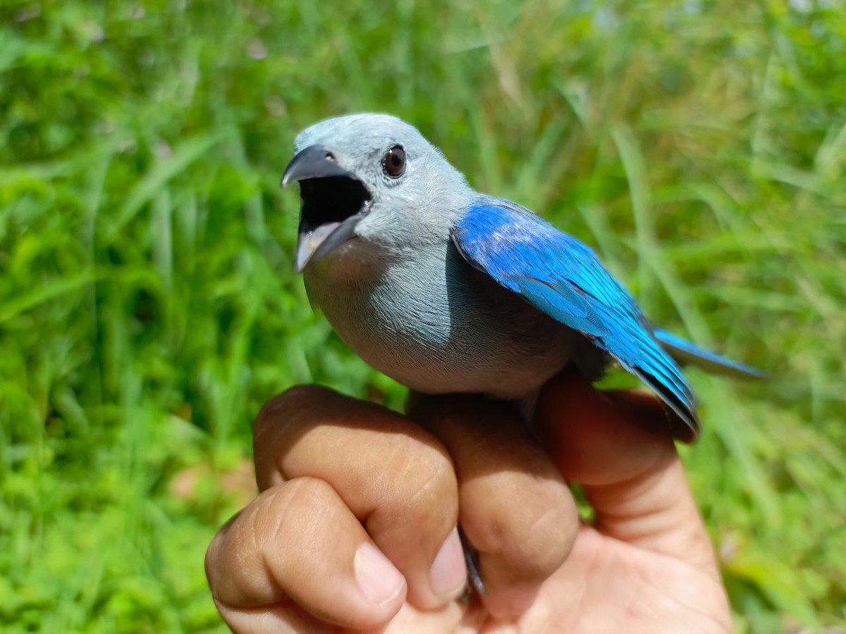 Blue-gray Tanager - ML637805671