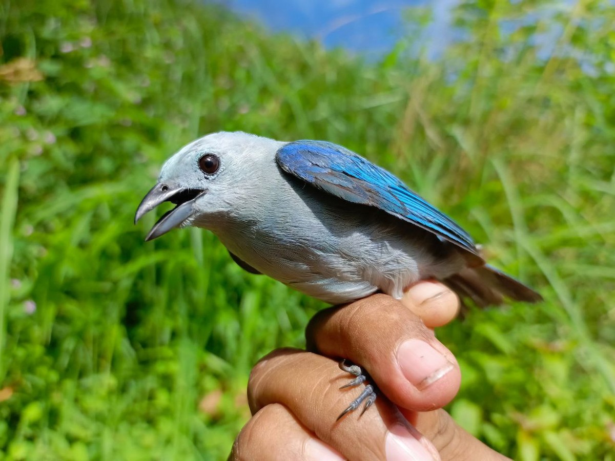 Blue-gray Tanager - ML637805672