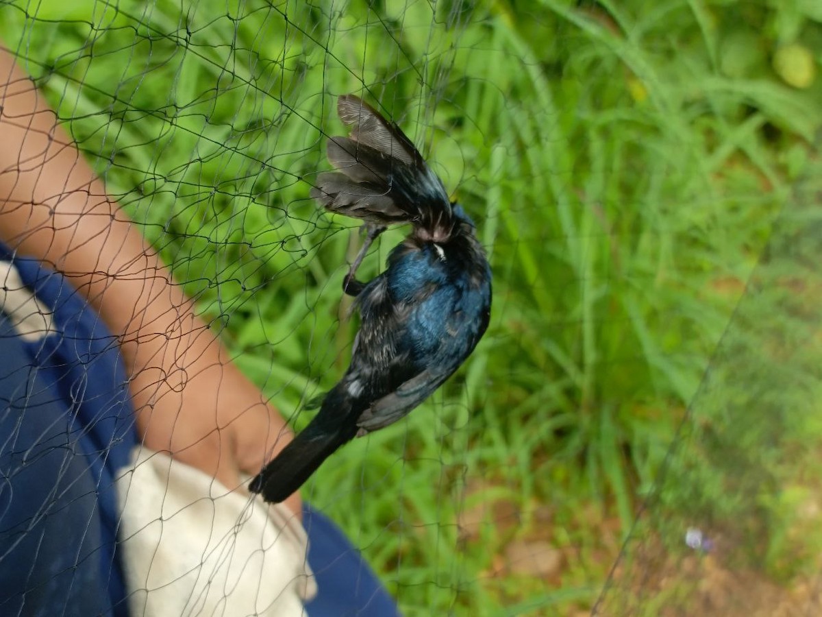 Blue-black Grassquit - ML637805675