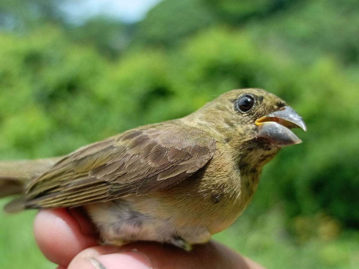 Yellow-bellied Seedeater - ML637805693