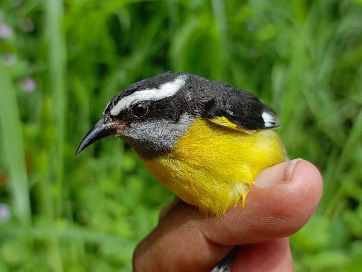 Bananaquit - ML637805701