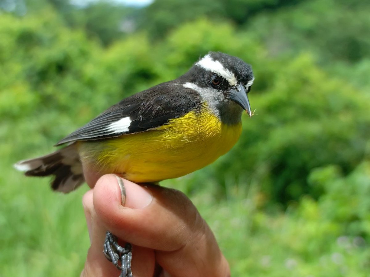 Bananaquit - ML637805702