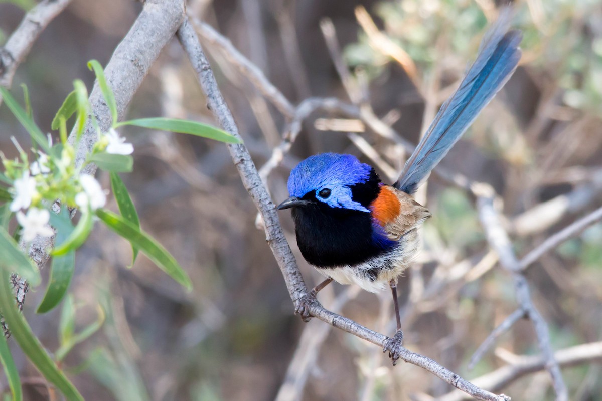 Purple-backed Fairywren - Andrew Allen