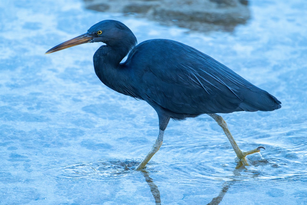Pacific Reef-Heron - ML637805718