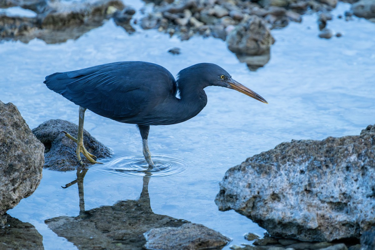 Pacific Reef-Heron - ML637805719