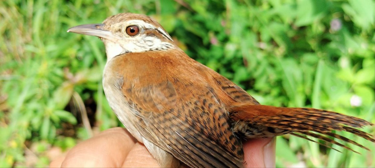 Rufous-and-white Wren - ML637805723