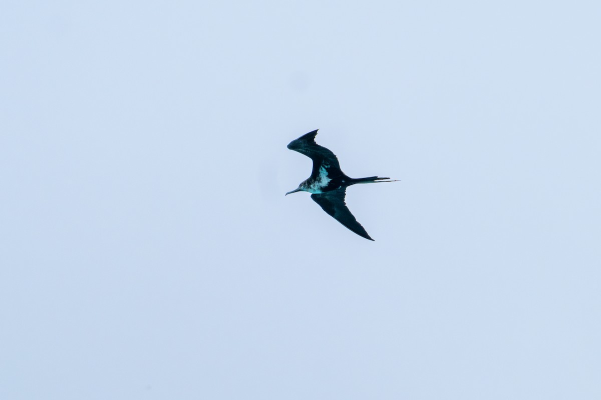 Lesser Frigatebird - ML637805737