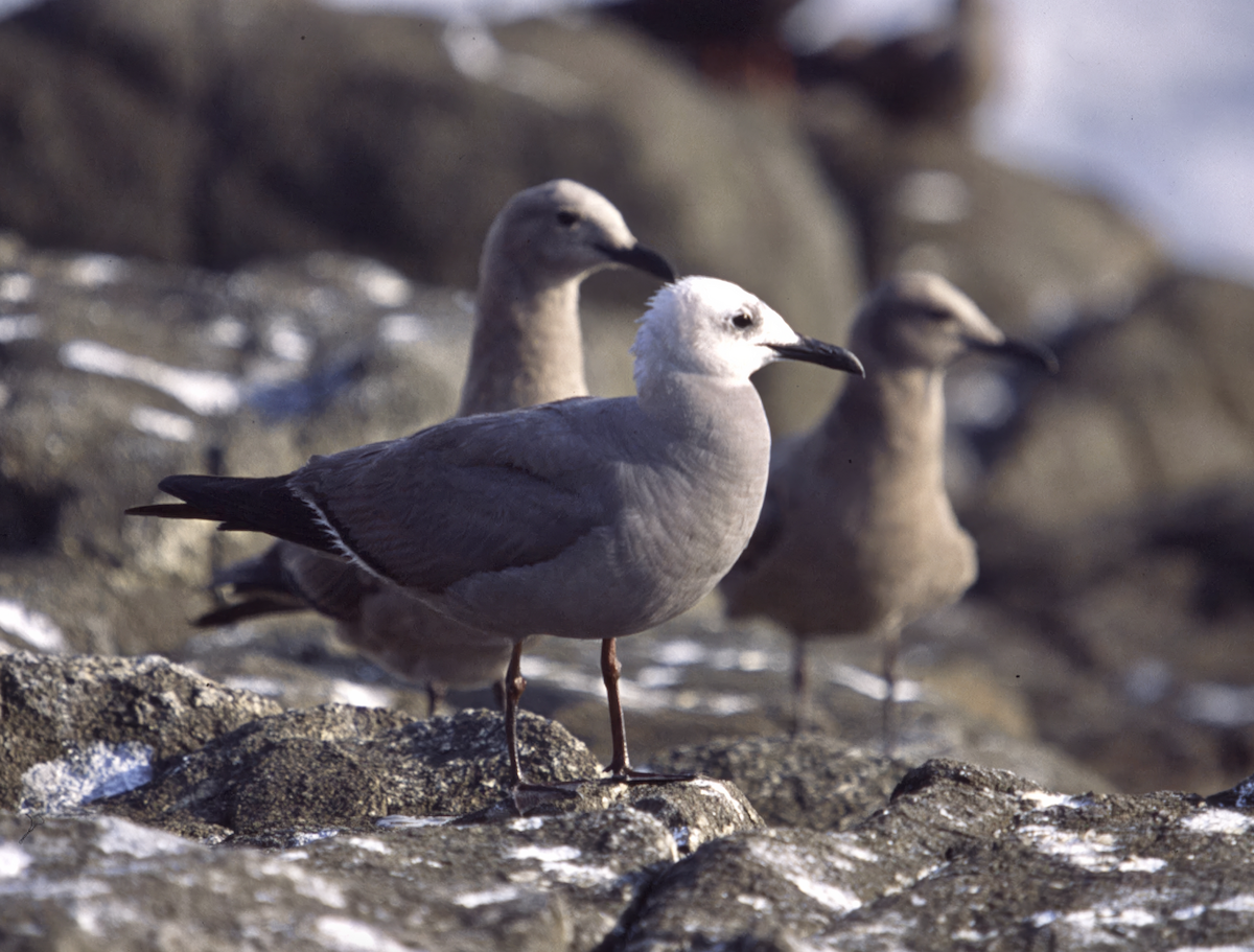 Gray Gull - ML637805785