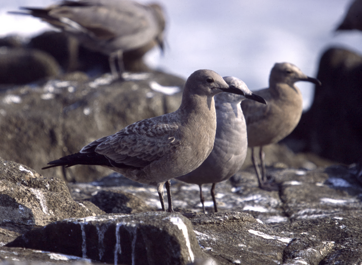 Gray Gull - ML637805786