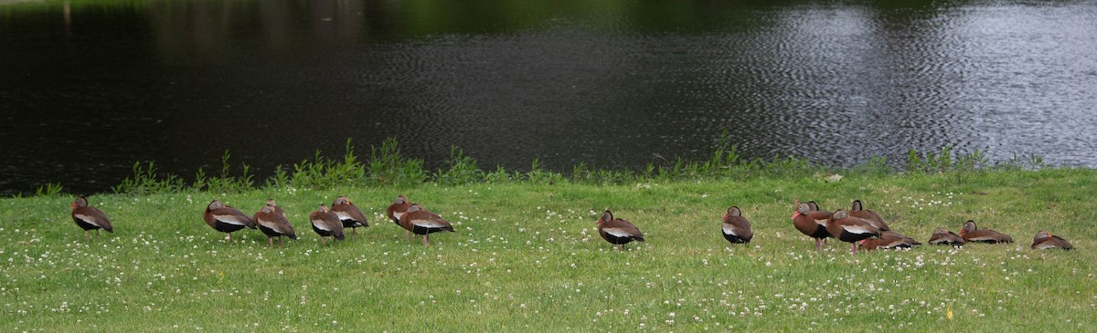 Black-bellied Whistling-Duck - Andrea Heine
