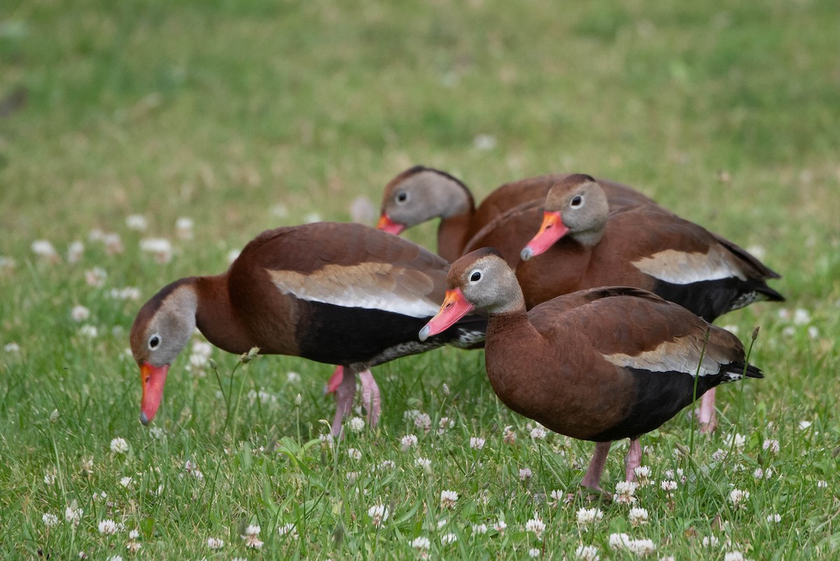 Black-bellied Whistling-Duck - Andrea Heine