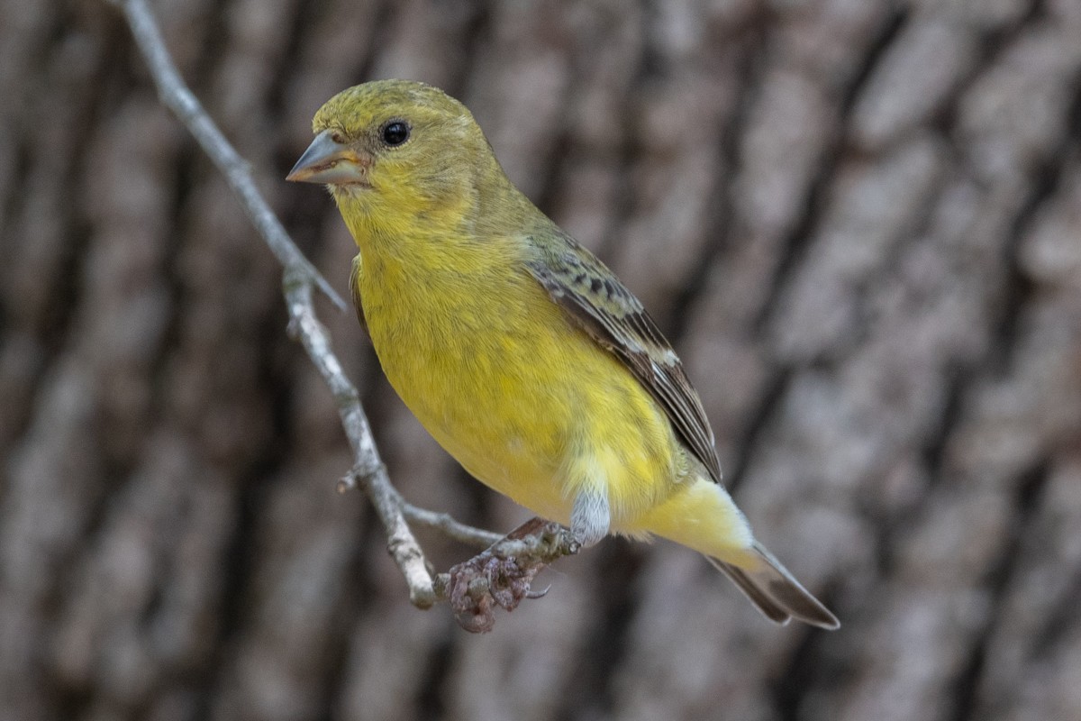 Lesser Goldfinch - ML637805862