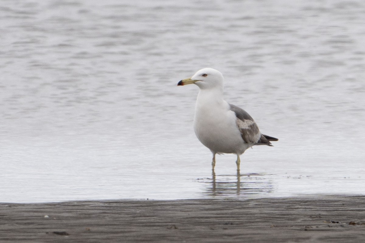 ウミネコ - ML637805937