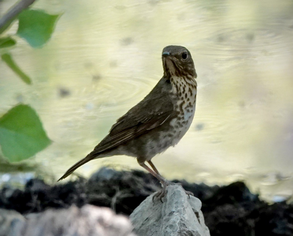 Swainson's Thrush (Olive-backed) - ML637805946
