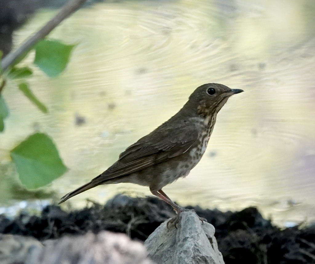 Swainson's Thrush (Olive-backed) - ML637805947