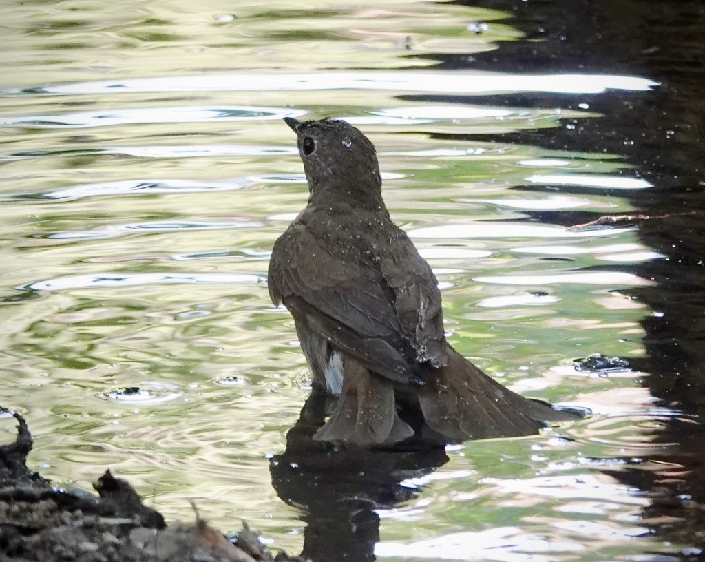 Swainson's Thrush (Olive-backed) - ML637805948