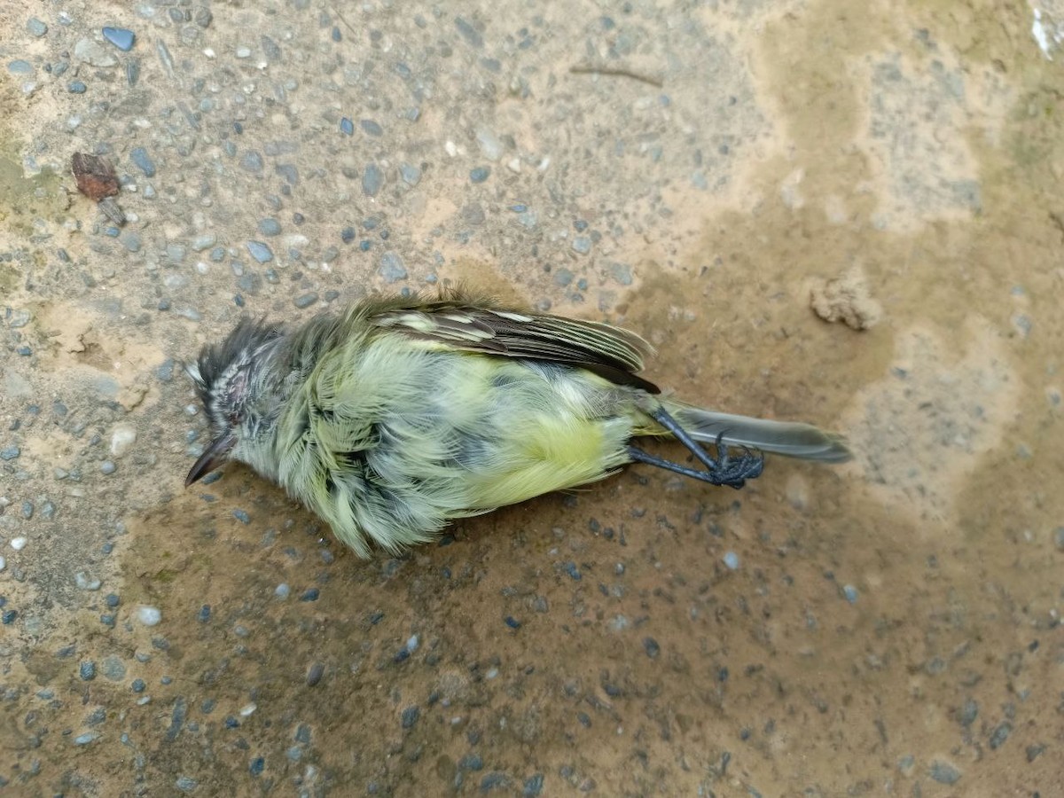 Yellow-crowned Tyrannulet - ML637805961