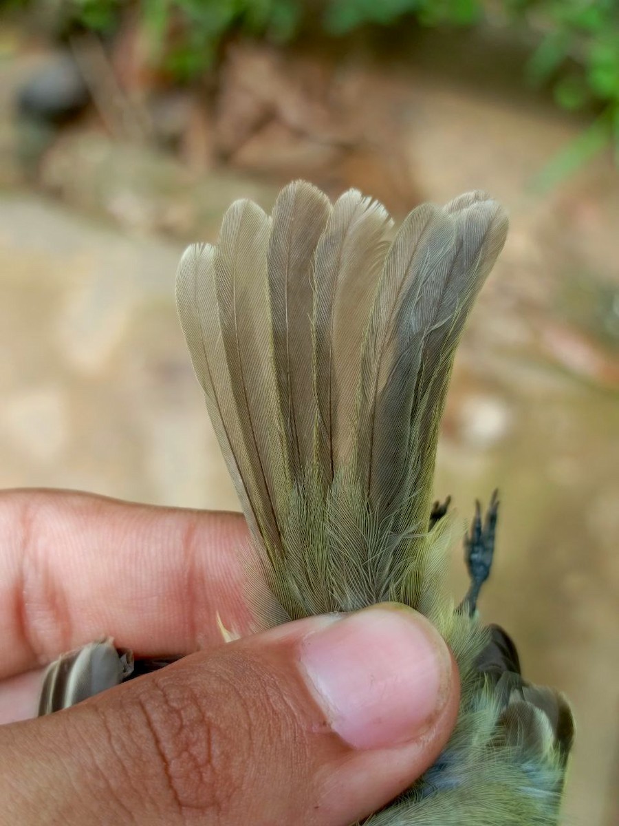 Yellow-crowned Tyrannulet - ML637805962