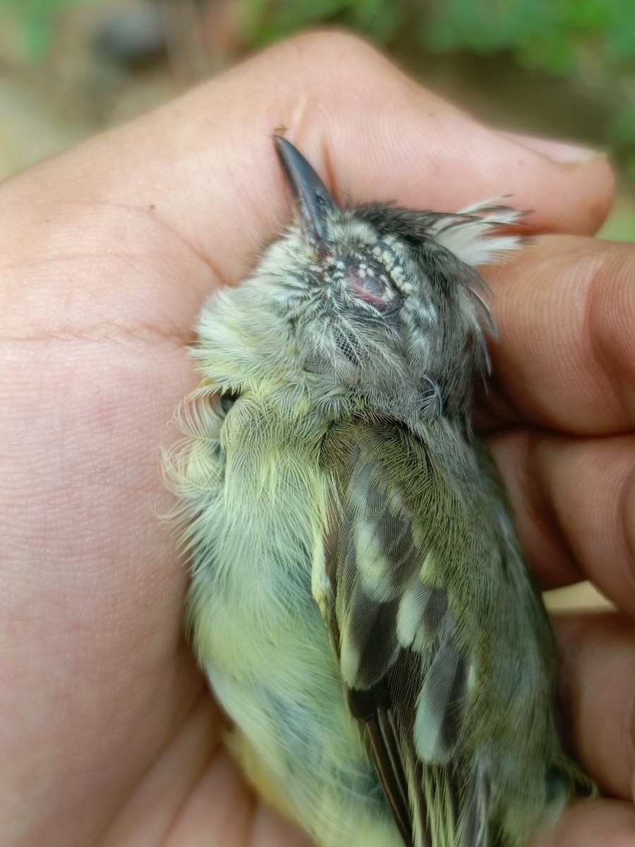 Yellow-crowned Tyrannulet - ML637805963