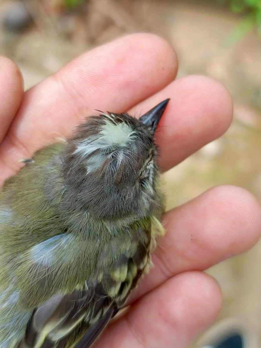Yellow-crowned Tyrannulet - ML637805964