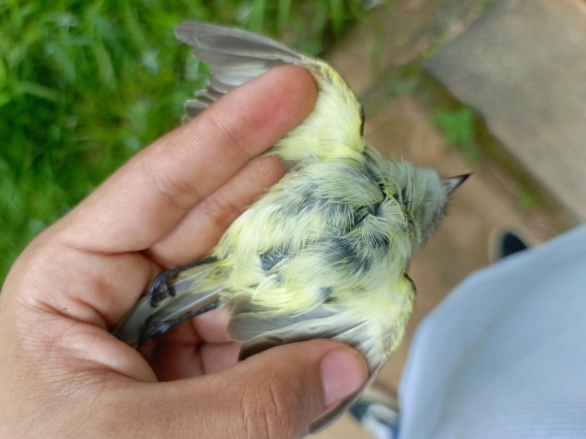 Yellow-crowned Tyrannulet - ML637805965