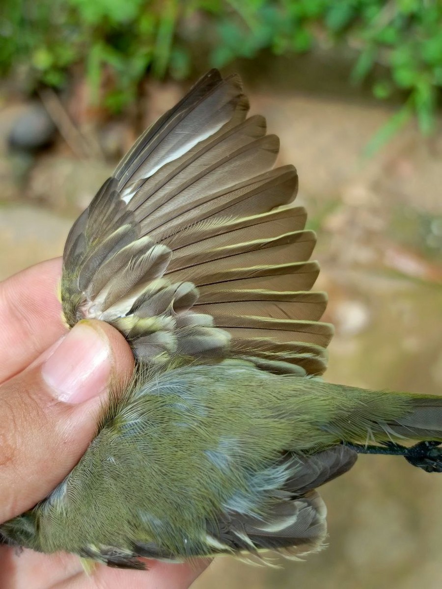 Yellow-crowned Tyrannulet - ML637805966