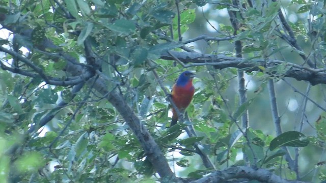 Painted Bunting - ML637805977