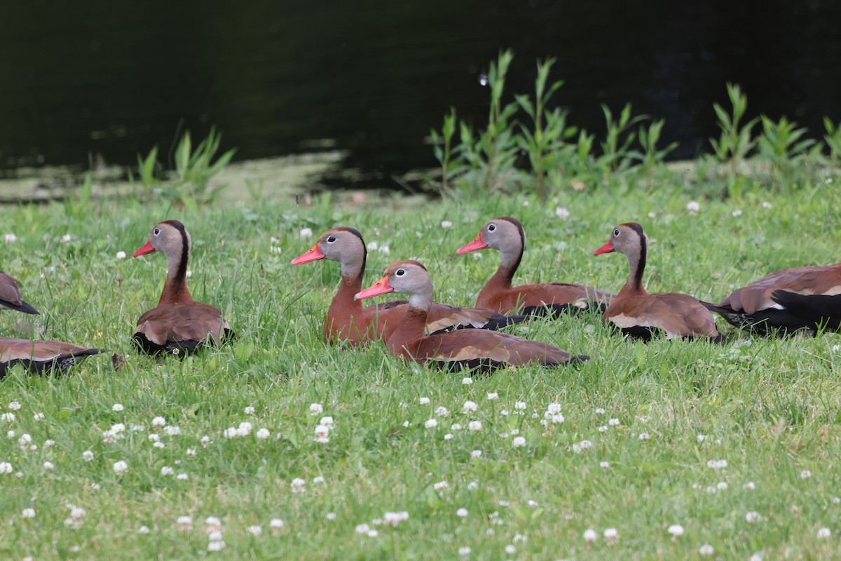 Black-bellied Whistling-Duck - Brad Carlson