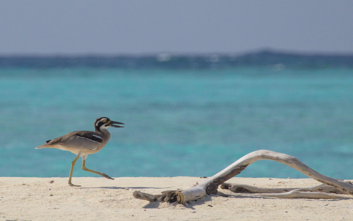 Beach Thick-knee - ML637806105