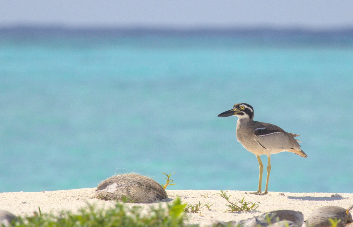 Beach Thick-knee - ML637806106