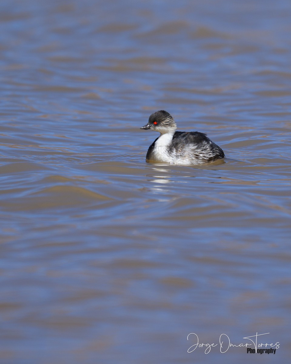 potápka stříbřitá (ssp. juninensis) - ML637806109
