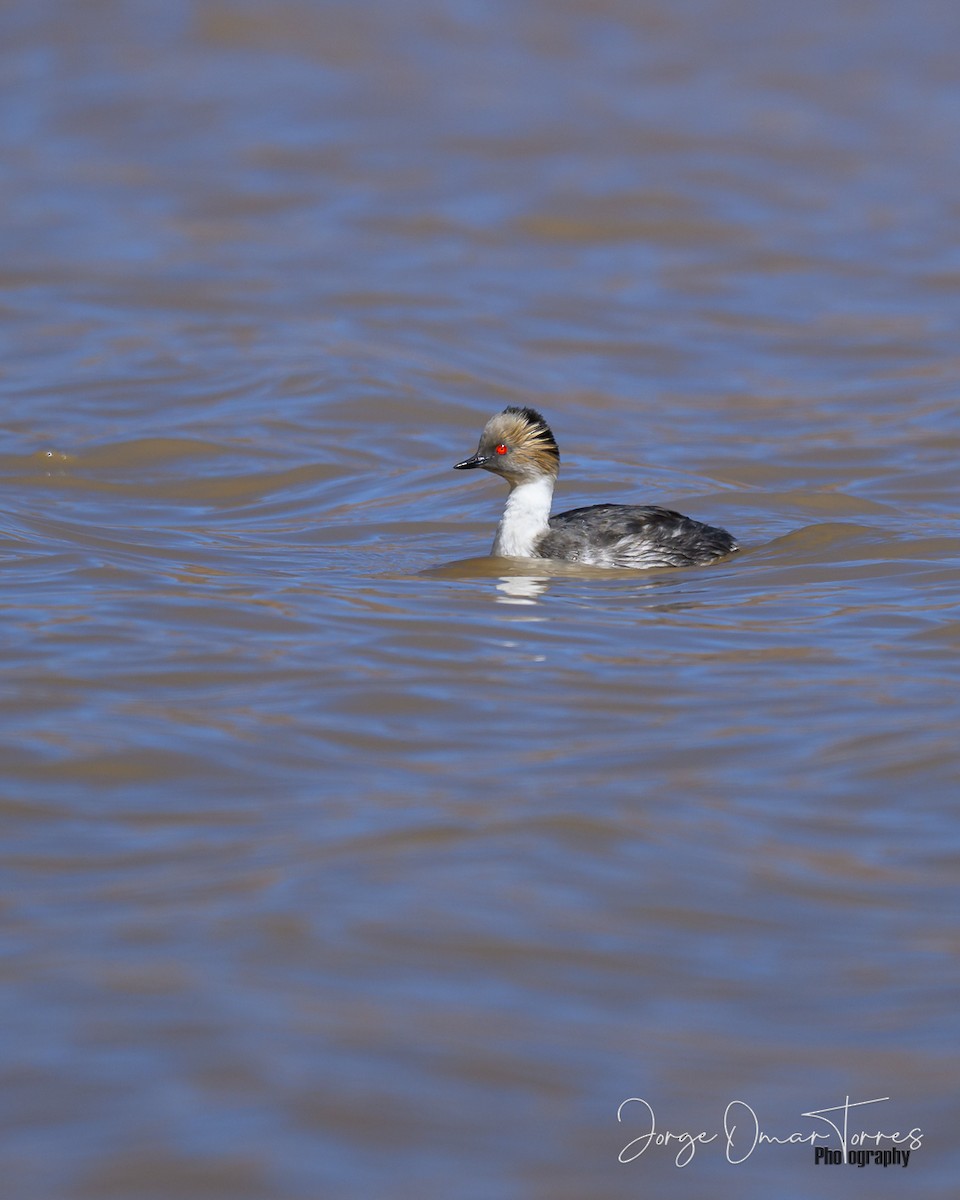potápka stříbřitá (ssp. occipitalis) - ML637806114