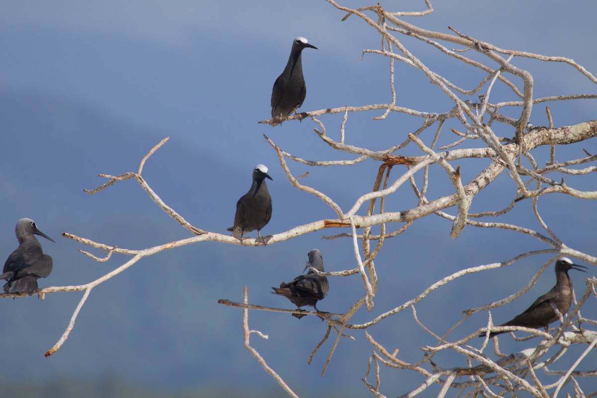 ヒメクロアジサシ - ML637806118