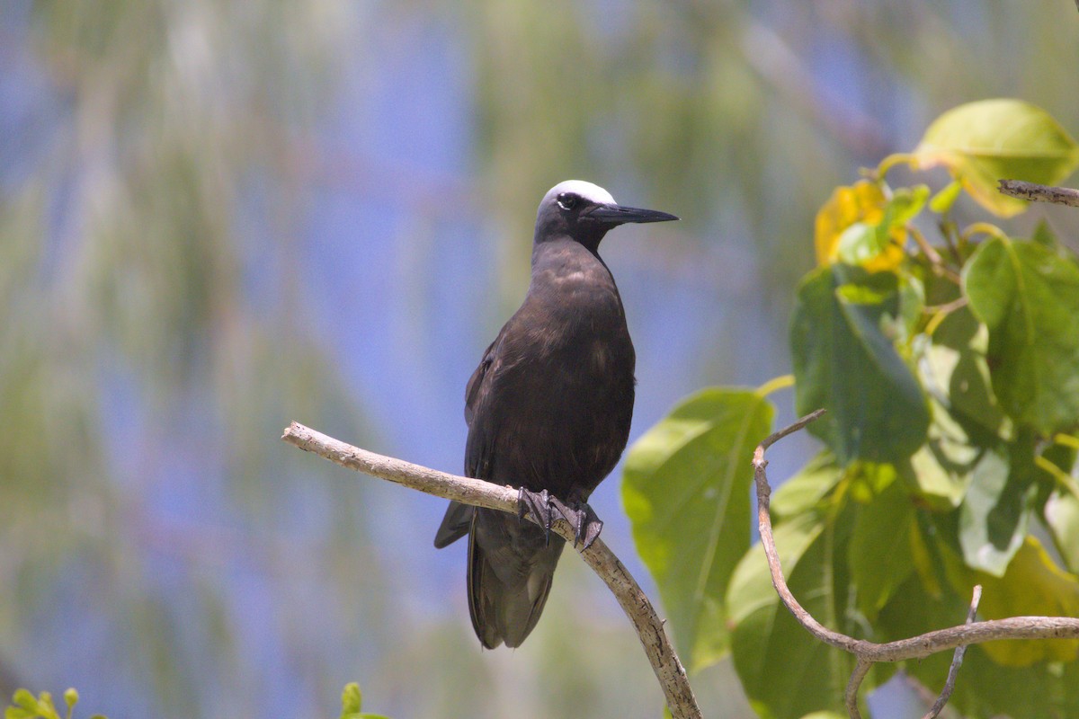 Black Noddy - ML637806119