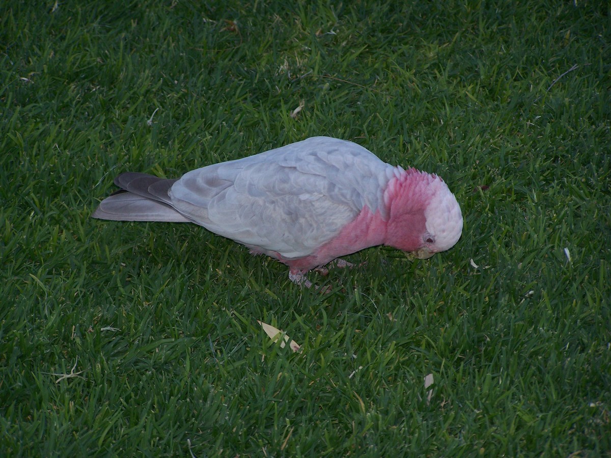 Розовый какаду - ML637806130