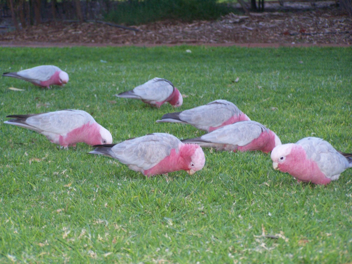 Розовый какаду - ML637806135